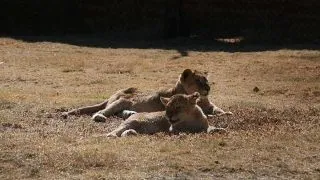 Vier Pfoten a salvat 2 pui de leu de la zoo Onesti si i-a trimis in Africa de Sud