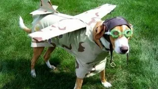 Cu animalul de companie in cabina avionului