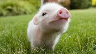 Top 5 cele mai istete animale din lume