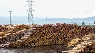 Padurile Covasnei, in pericol de disparitie din cauza unei companii austriece de cherestea