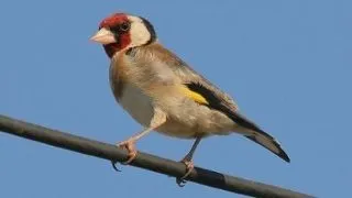 Sticletele