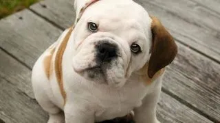 Bulldog (English Bulldog)
