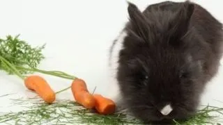 Hrana unui iepure: Nutrientii necesari rozatorului de companie