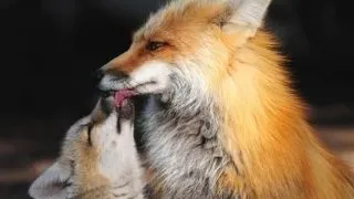 Cei mai buni tati din lumea animalelor
