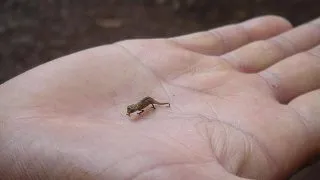 Top 10 cele mai mici animale din lume