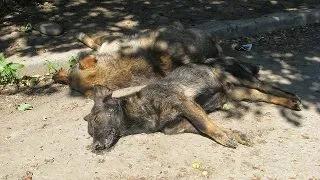 Imagini cu cainii din timpul masacrului de la Ploiesti
