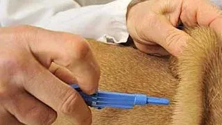 Microciparea si "recensamantul canin" au inceput deja la Oradea