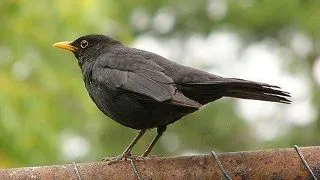 Mierla (Turdus merula)