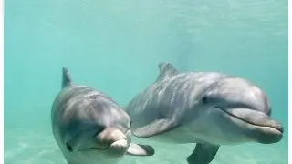 Si delfinii au nume proprii
