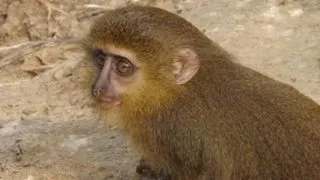 Top 5 cele mai noi creaturi descoperite