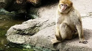 Costa Rica interzice vanatoarea, circul si gradinile zoologice