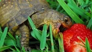 Diabetul la reptile