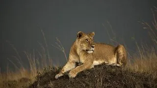 Leul, o specie pe cale de disparitie