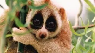 Top 6 animale dragute, dar foarte periculoase