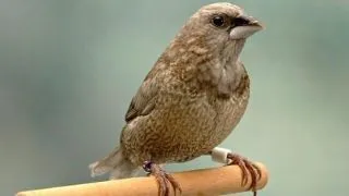 Pescarusul japonez
