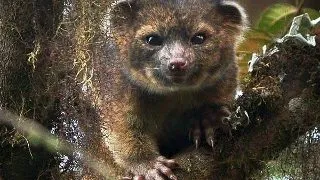 S-a descoperit o noua specie de mamifer - olinguito
