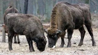 " Zimbraria neagra" - cea mai mare rezervatie de zimbri din Romania