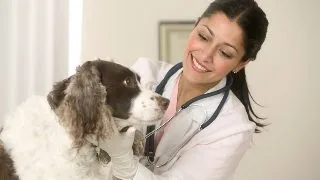 Bucurestenii isi pot steriliza gratuit cainii in 23 de cabinete veterinare