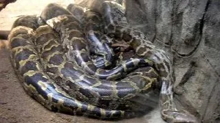 Un piton de 50 kg a fost gasit in garajul unui satmarean