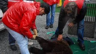 Inca un urs salvat si relocat de Vier Pfoten
