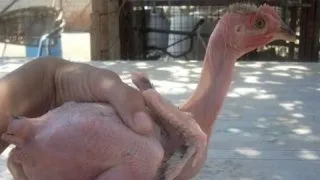 Top animale modificate genetic pe care le-ai putea cumpara