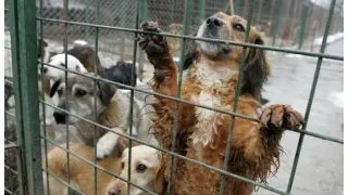 Au fost deblocate adoptiile la adapostul Mihailesti