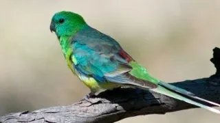 Papagalul Cantator