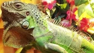Naparlirea la iguana: ce este important sa stii