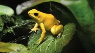 Top 5 animale micute, dar extrem de periculoase