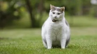 Castrarea sau sterilizarea determina cresterea in greutate a animalului tau de companie?