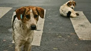 Si animalele abandonate au drepturi