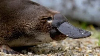 Top 5 animale care poseda al saselea simt