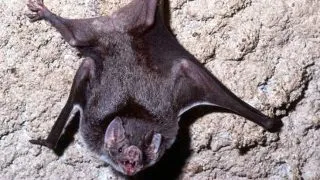 Top 6 vampiri din lumea animala
