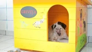 Grivita, catelusa mutilata este acum la adapostul "Speranta"