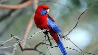 Penantul - Crimson Rosella