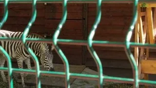 Zebra adusa la Zoo Timisoara a sfarsit intr-un helesteu