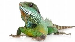 Parazitii intestinali la reptilele de companie