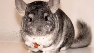 Alimentatia chinchillei