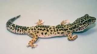 Boala metabolica osoasa la reptilele de companie