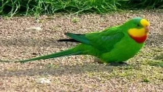 Papagalul Barraband