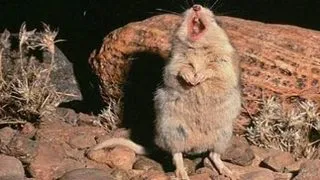 6 curiozitati despre soarecele pradator Onychomys torridus
