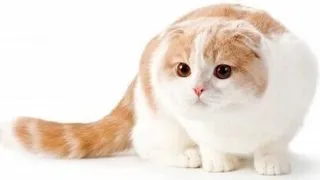 Crezi ca iti intelegi pisica? 5 secrete dezvaluite despre personalitatea felinei de companie