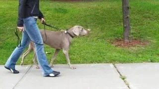 Reguli importante de respectat cand iesi cu cainele la plimbare