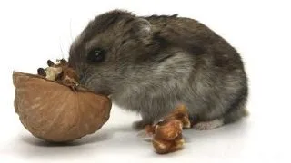 Ce trebuie sa stii despre alimentatia hamsterului