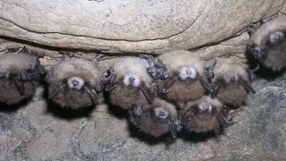 3 boli periculoase care cauzeaza moartea a mii de animale