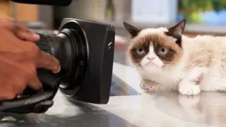 Grumpy Cat este una dintre cele mai bogate pisici din lume