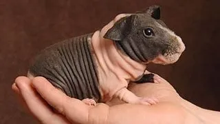 Top 5 mamifere cu blana invizibila