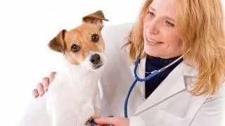 Cat va costa microciparea cainilor de companie