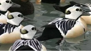 Top 6 pasari uimitoare care traiesc in regiunea arctica