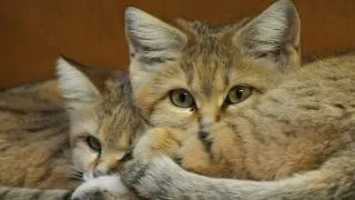 Top 5 cele mai dragalase animale pe cale de disparitie